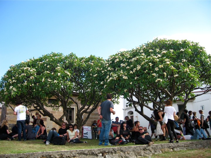 img_8932 Shade of the Frangipani / photography Chris Familton