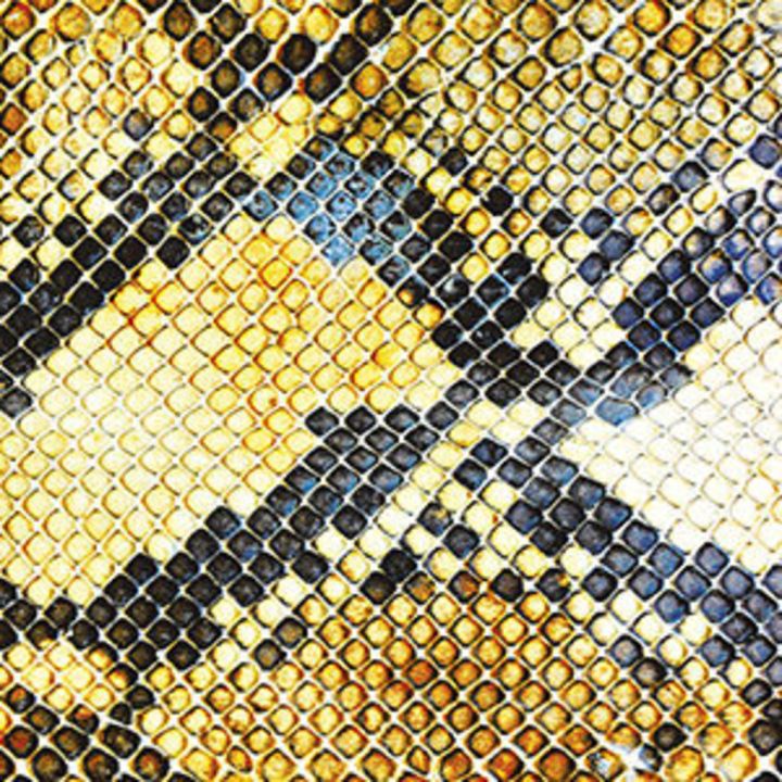 amazingsnakeheads_LP_II