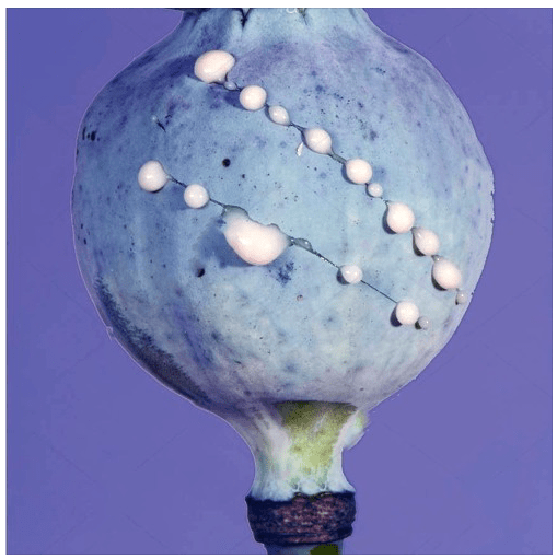 Screen Shot 2019-02-07 at 11.50.48 am